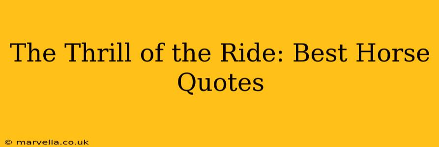 The Thrill of the Ride: Best Horse Quotes